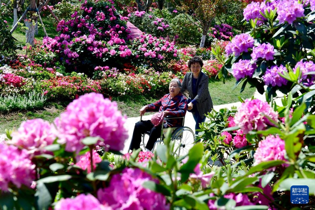 山东日照：杜鹃花开引客来