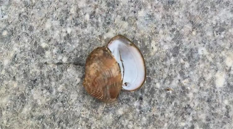 大量螺类生物现身湘江,有人“一捞一麻袋”!专家:不建议食用,捕捞野生螺可能被处罚 大量螺类生物现身湘江,有人“一捞一麻袋”!专家:不建议食用,捕捞野生螺可能被处罚