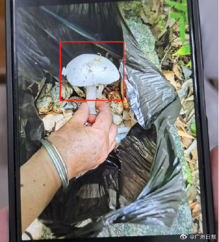 男子采食超致死量5倍毒蘑菇被救回 送入ICU抢救16天！医生：切勿凭经验采摘野生菌