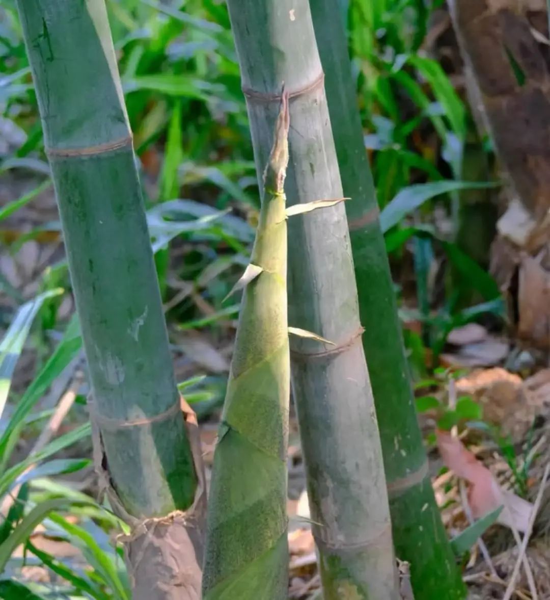 把公园当自家“菜地”偷挖竹笋,致恢复期竹林再遭重创?官方回应 把公园当自家“菜地”偷挖竹笋,致恢复期竹林再遭重创?官方回应