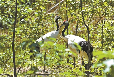 北京动物园新添8种珍贵动物 包括眼镜王蛇、绿狒狒等多个物种 北京动物园新添8种珍贵动物 包括眼镜王蛇、绿狒狒等多个物种