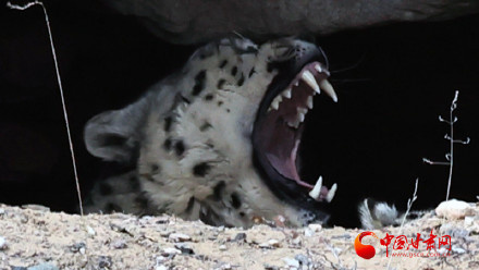 祁连山雪豹“兄妹团”萌态亮相 解锁生态新图景