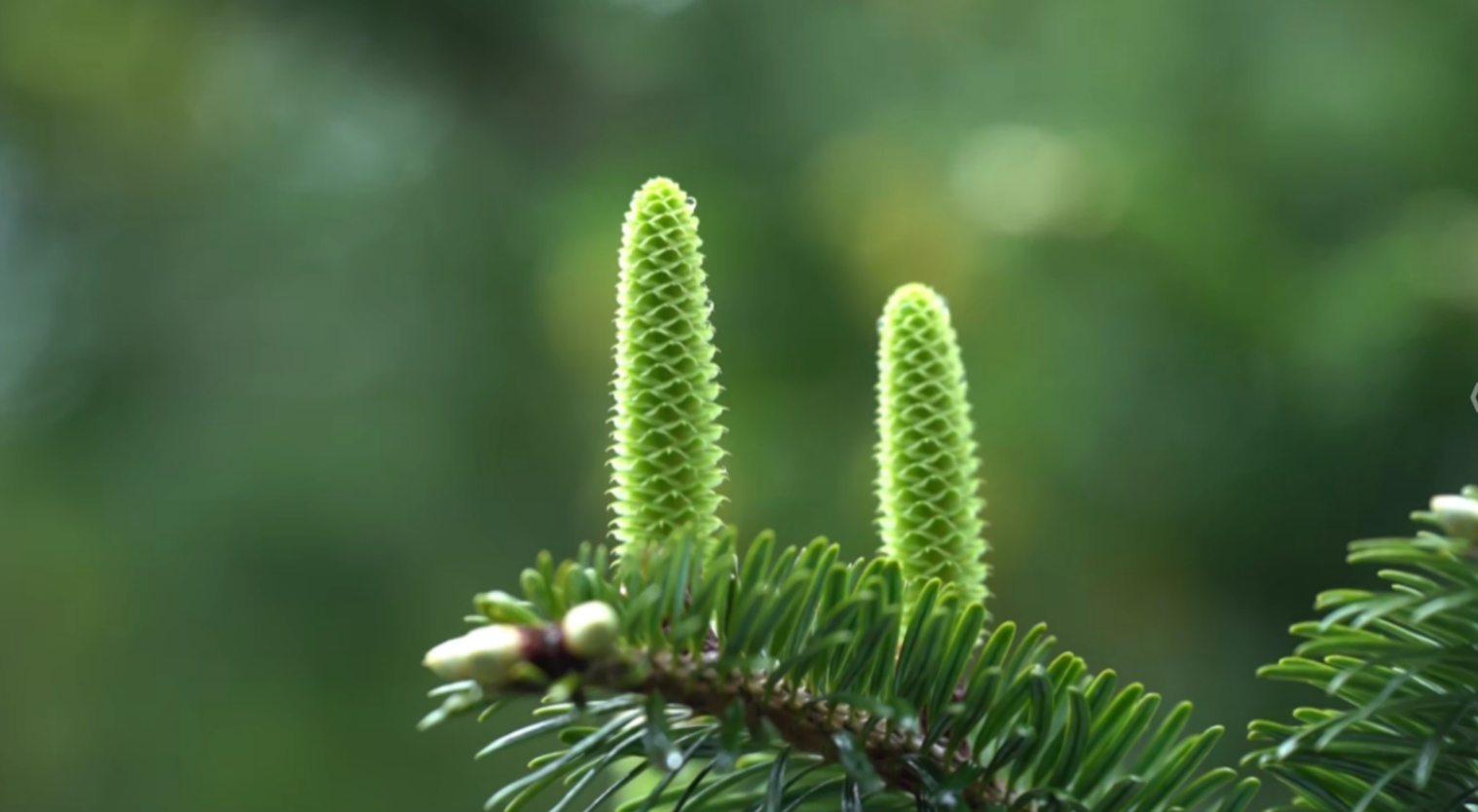 “植物活化石”百山祖冷杉迎来盛花期