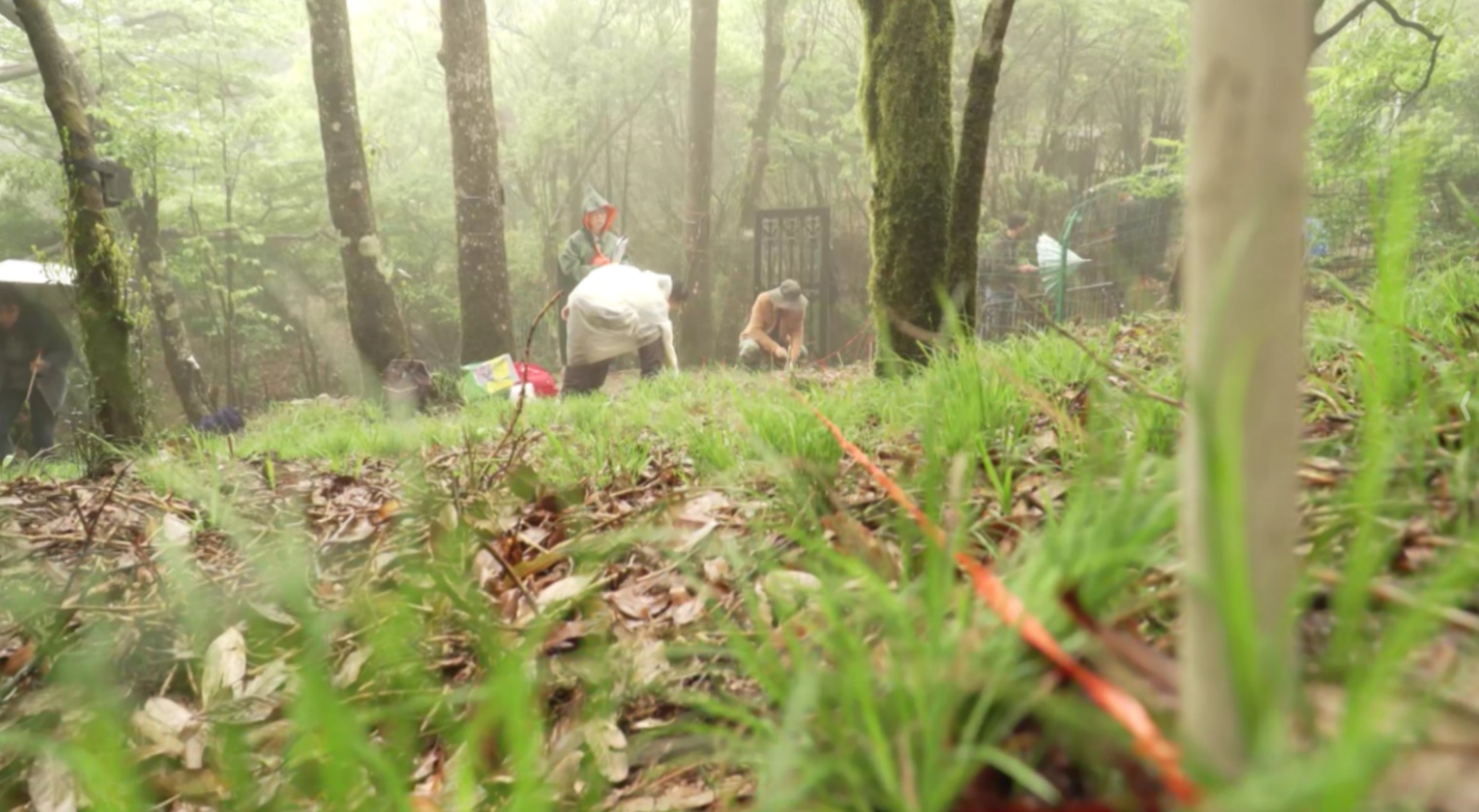 “植物活化石”百山祖冷杉迎来盛花期