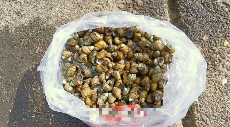 大量螺类生物现身湘江,有人“一捞一麻袋”!专家:不建议食用,捕捞野生螺可能被处罚 大量螺类生物现身湘江,有人“一捞一麻袋”!专家:不建议食用,捕捞野生螺可能被处罚