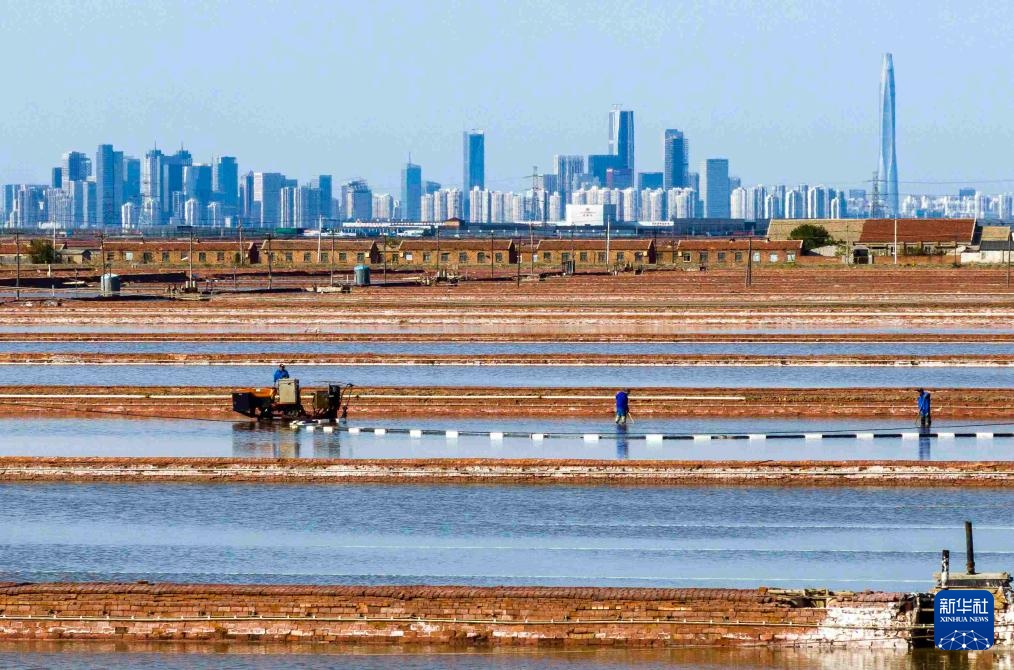 天津：万亩盐田“春扒”忙
