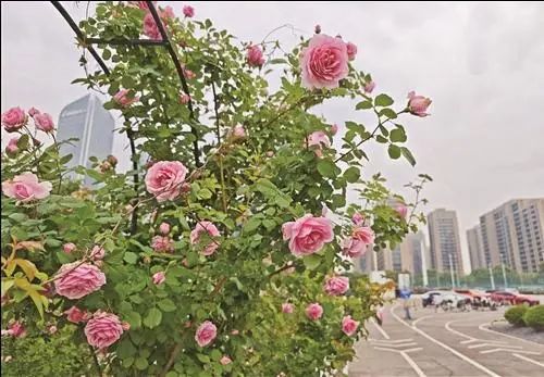 确认了！台州“顶流”已回归