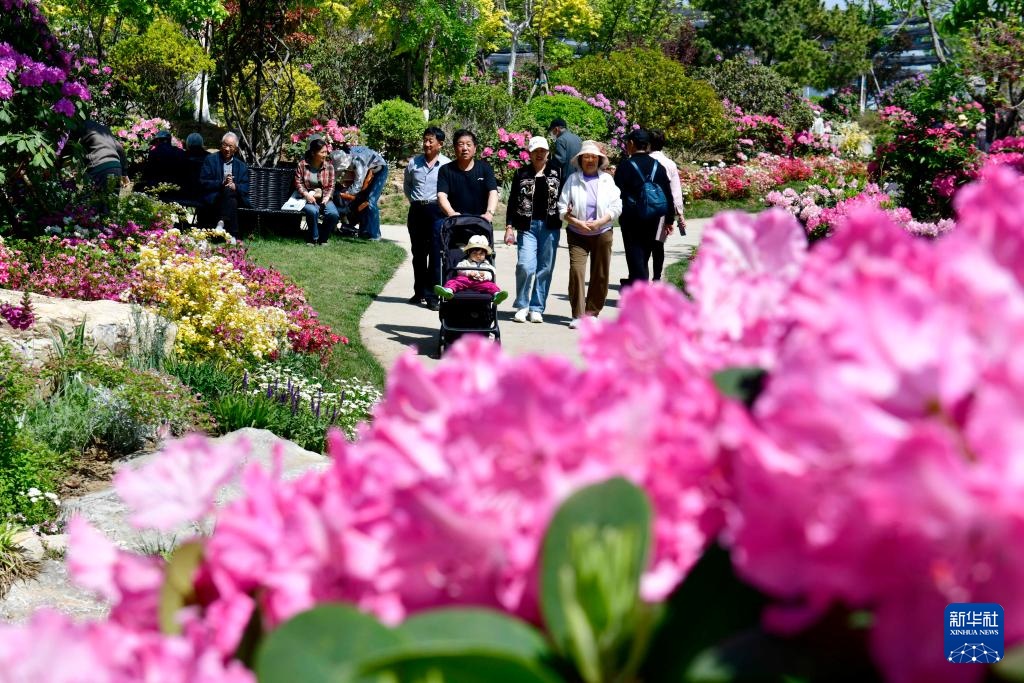 山东日照：杜鹃花开引客来