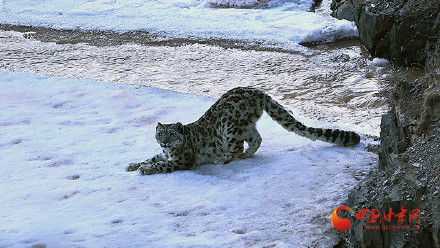 祁连山雪豹“兄妹团”萌态亮相 解锁生态新图景