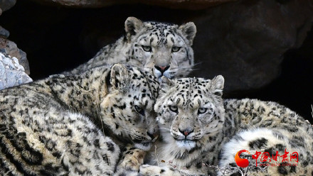 祁连山雪豹“兄妹团”萌态亮相 解锁生态新图景