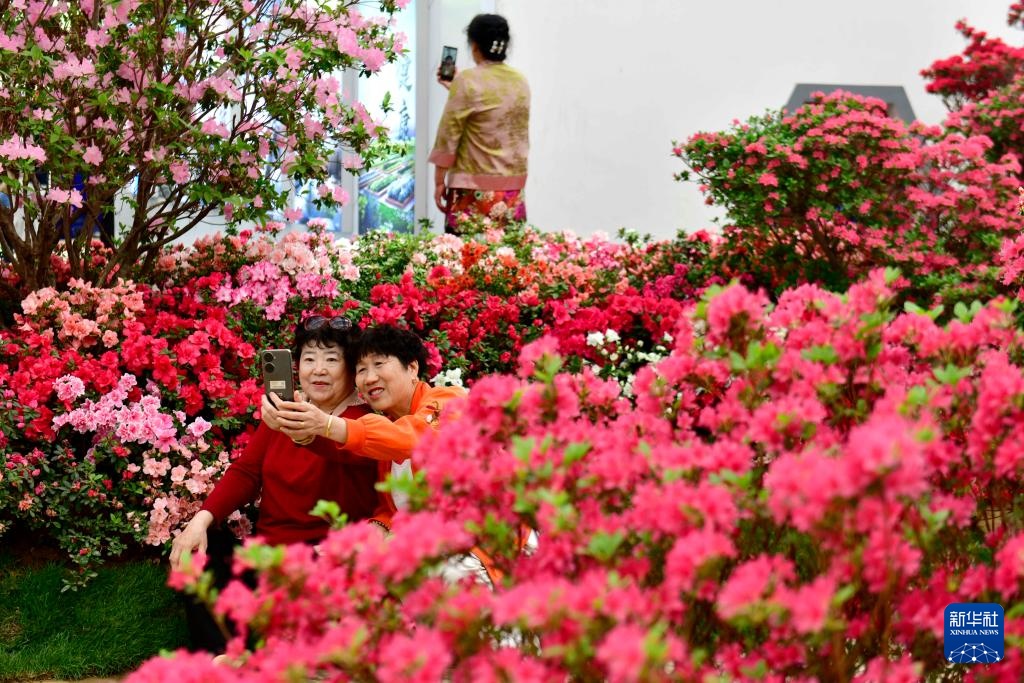 山东日照：杜鹃花开引客来