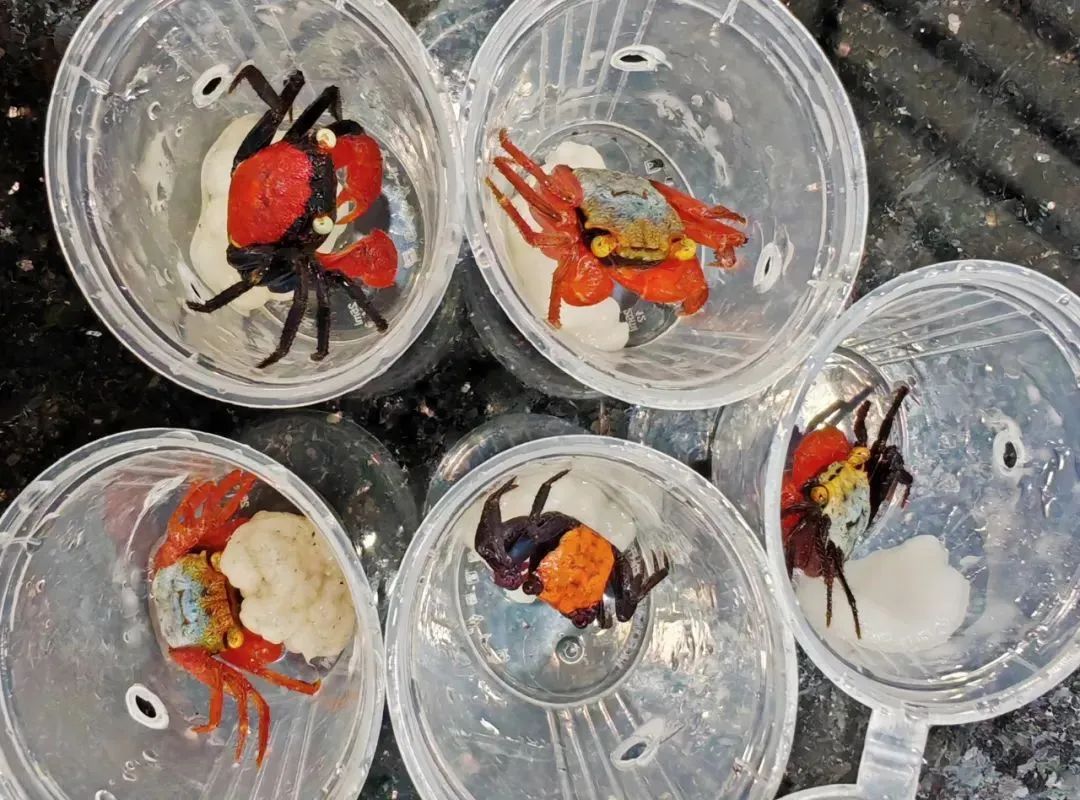 吸血鬼蟹!截获170只...... 吸血鬼蟹!截获170只......