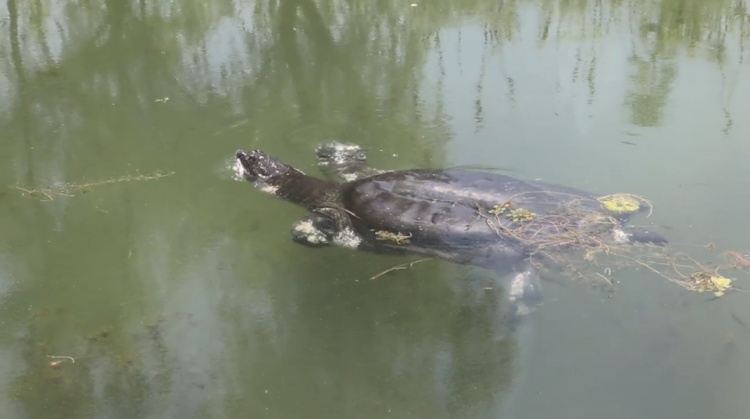全球极危物种濒临灭绝！全国只剩一只
