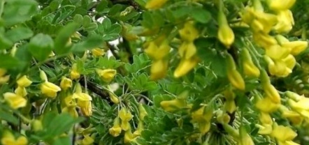 维C含量是苹果的10倍！近期不少人都在吃 但要注意……