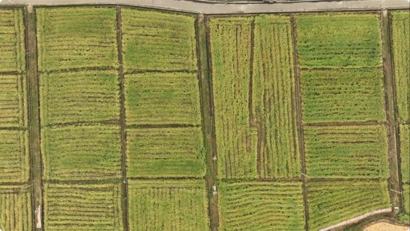 江西泰和：15万亩油菜开镰收割 “稻稻油”轮作模式实现一地三收