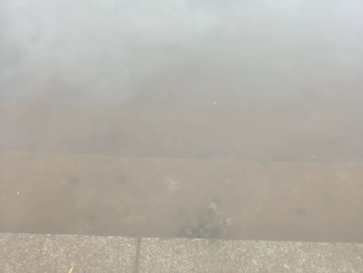 大量螺类生物现身湘江,有人“一捞一麻袋”!专家:不建议食用,捕捞野生螺可能被处罚 大量螺类生物现身湘江,有人“一捞一麻袋”!专家:不建议食用,捕捞野生螺可能被处罚