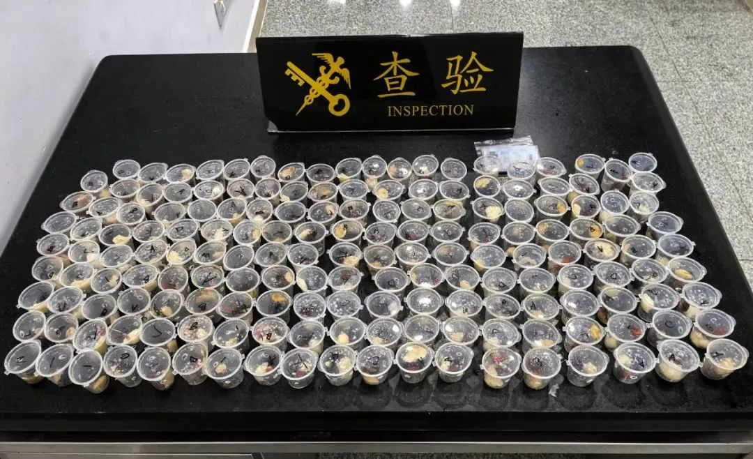 吸血鬼蟹!截获170只...... 吸血鬼蟹!截获170只......