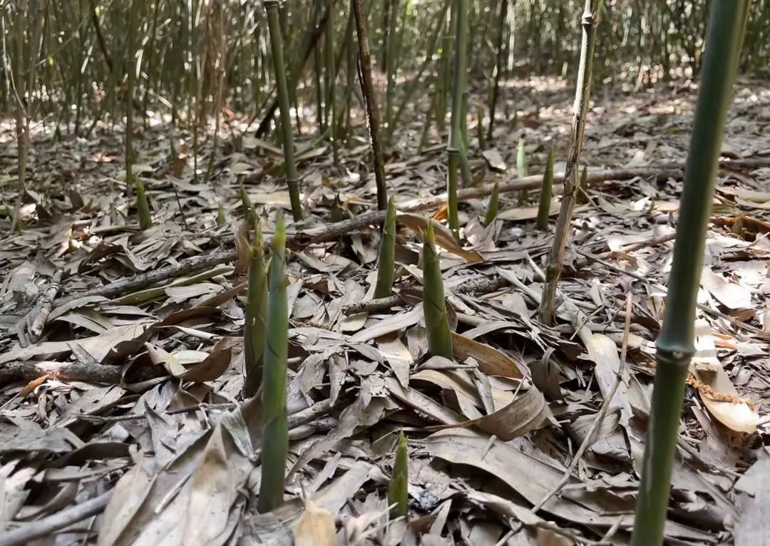 把公园当自家“菜地”偷挖竹笋,致恢复期竹林再遭重创?官方回应 把公园当自家“菜地”偷挖竹笋,致恢复期竹林再遭重创?官方回应