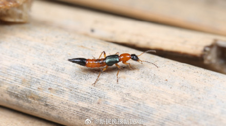 “飞行的硫酸”进入活跃期?昆虫专家:莫慌,上海有毒隐翅虫极少 “飞行的硫酸”进入活跃期?昆虫专家:莫慌,上海有毒隐翅虫极少