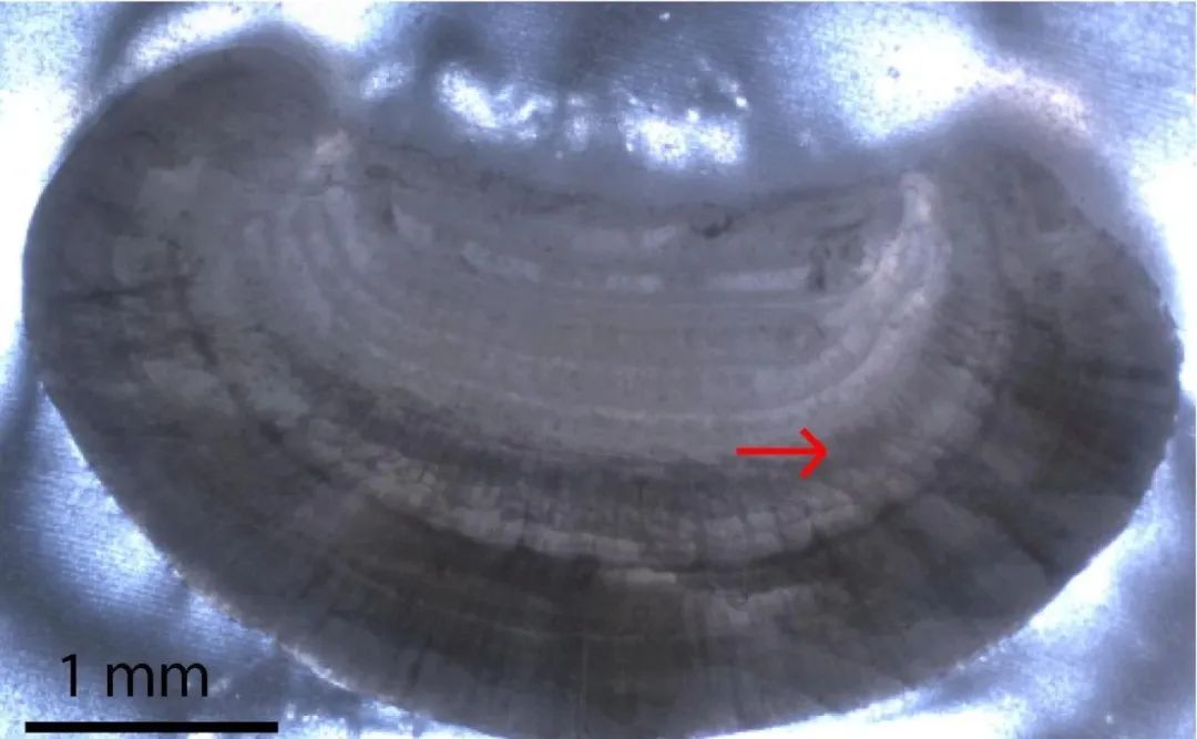 吃小龙虾竟剥出多颗珠子?原来是它,涨知识了! 吃小龙虾竟剥出多颗珠子?原来是它,涨知识了!