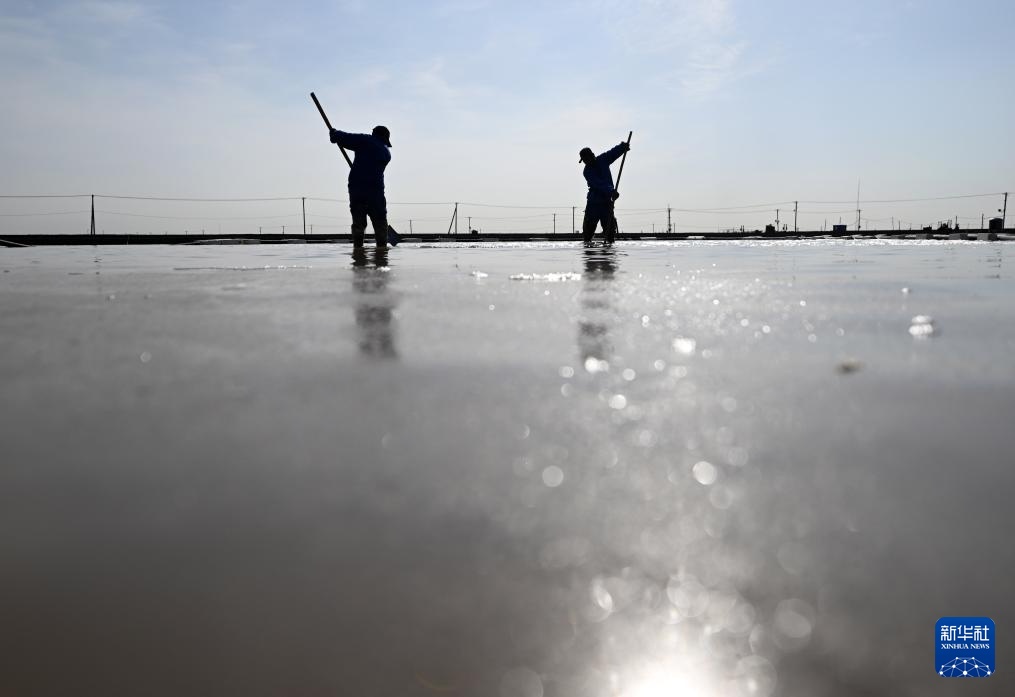 天津：万亩盐田“春扒”忙
