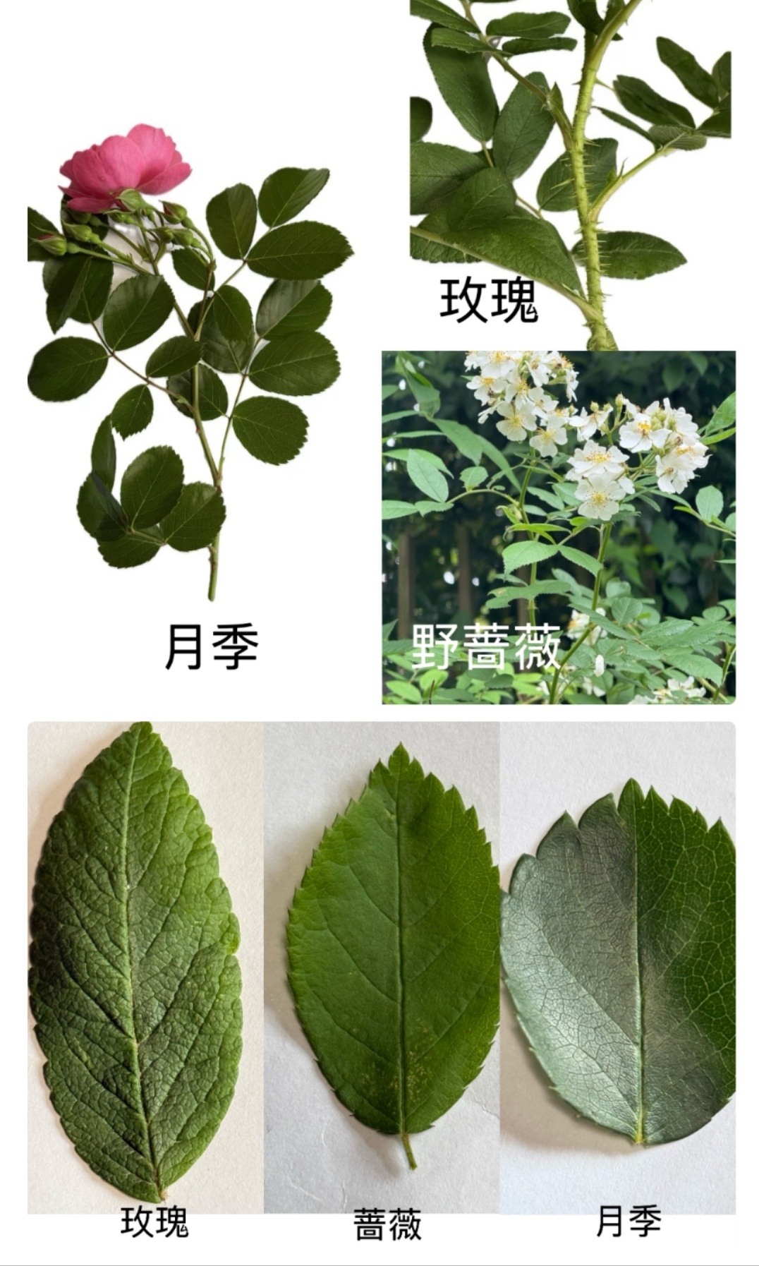确认了！台州“顶流”已回归