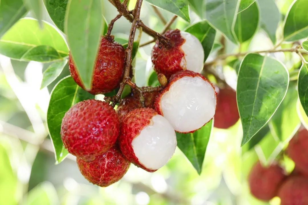 广东荔枝“爆花”，喊全球来吃→