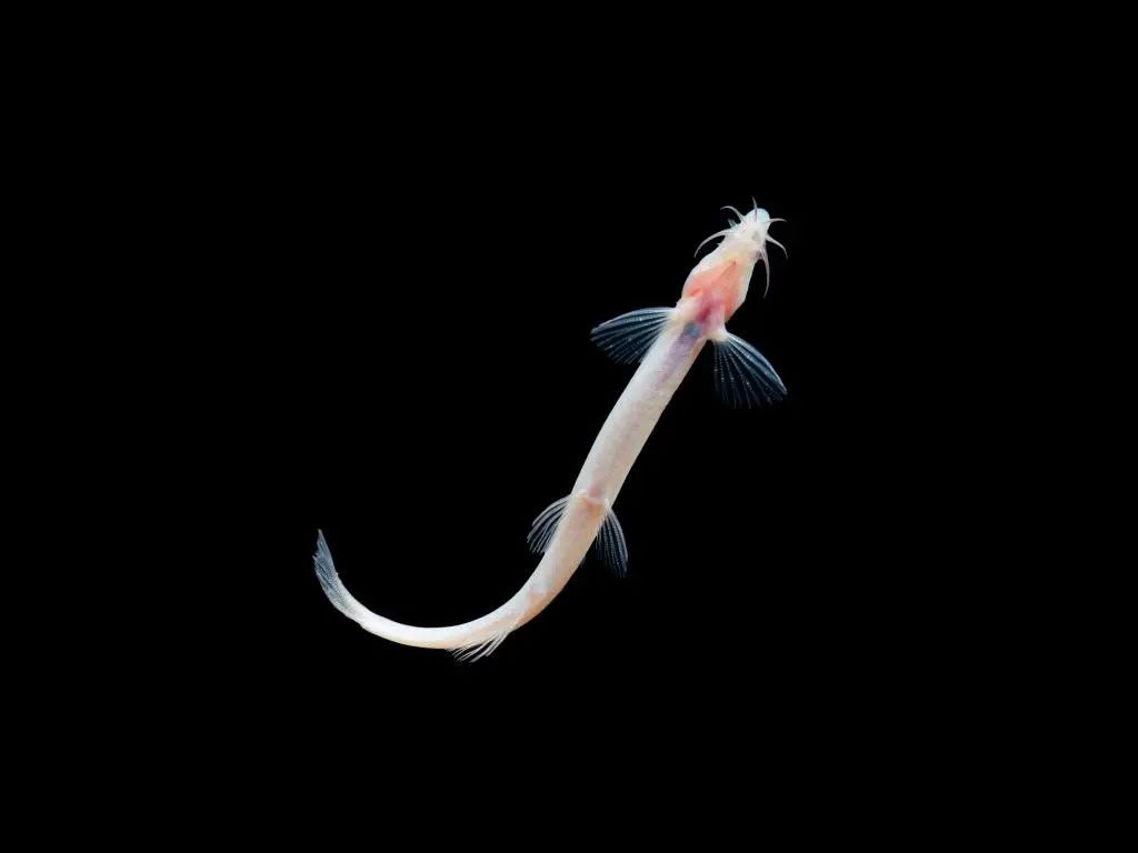 濒危!我国发现鱼类新物种,有“长胡子” 濒危!我国发现鱼类新物种,有“长胡子”