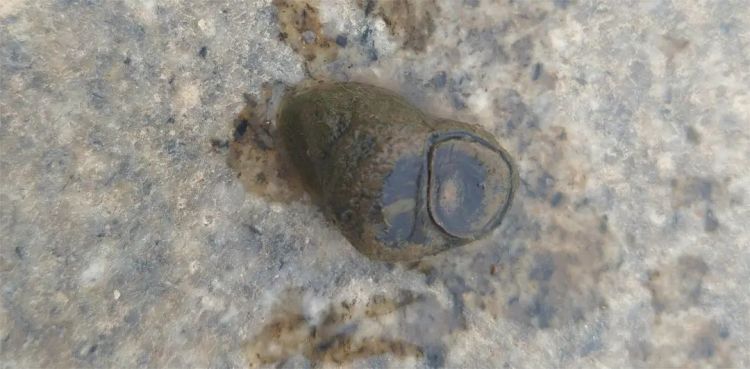 大量螺类生物现身湘江,有人“一捞一麻袋”!专家:不建议食用,捕捞野生螺可能被处罚 大量螺类生物现身湘江,有人“一捞一麻袋”!专家:不建议食用,捕捞野生螺可能被处罚