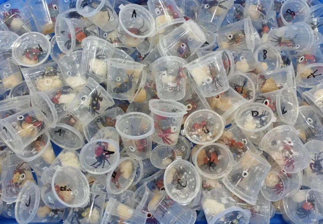 吸血鬼蟹!截获170只...... 吸血鬼蟹!截获170只......