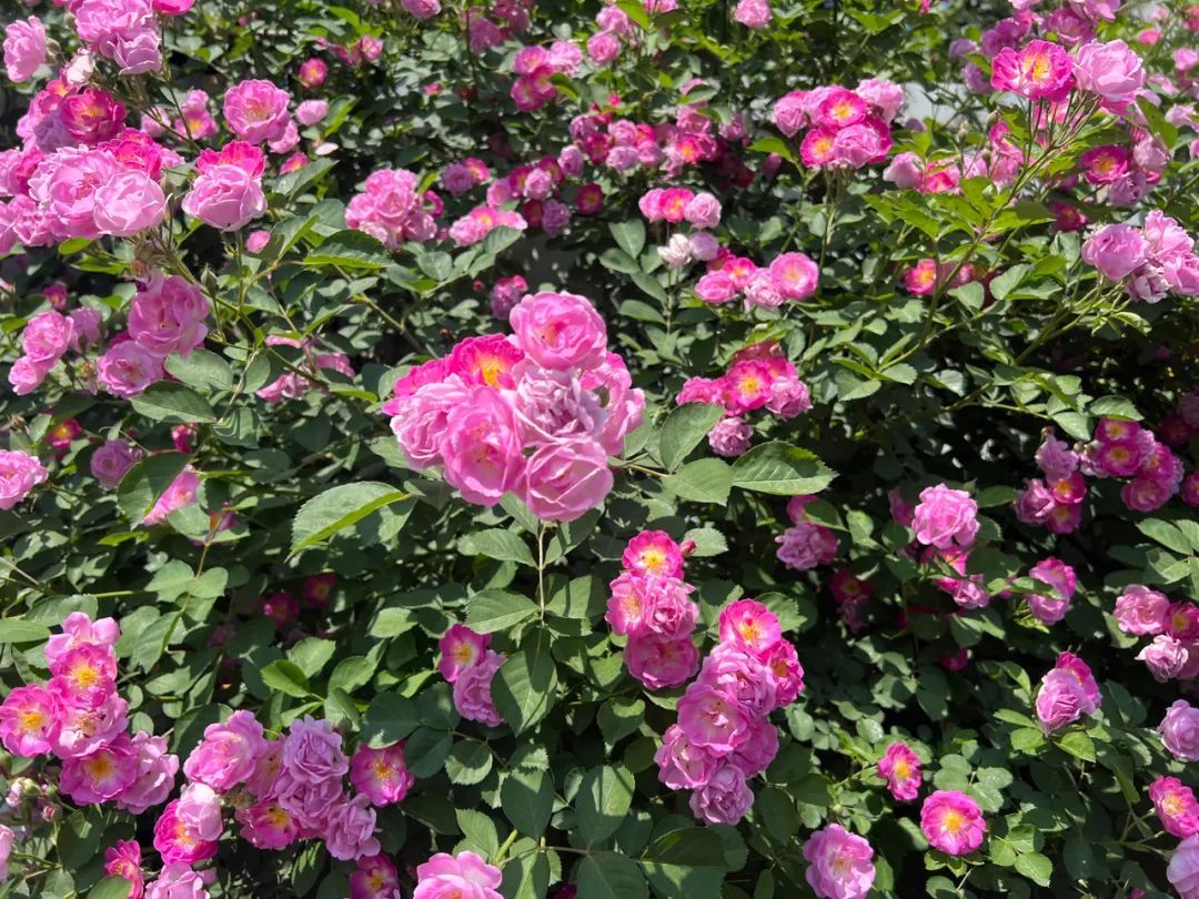 这个“五一”，北京的天气和节目都有点儿“复杂” ，收好这份攻略——