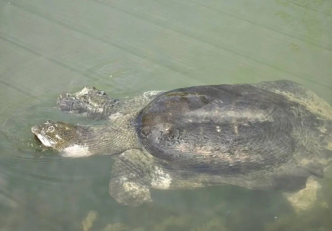 国内仅存1只,全球才3只!它比大熊猫更濒危 国内仅存1只,全球才3只!它比大熊猫更濒危