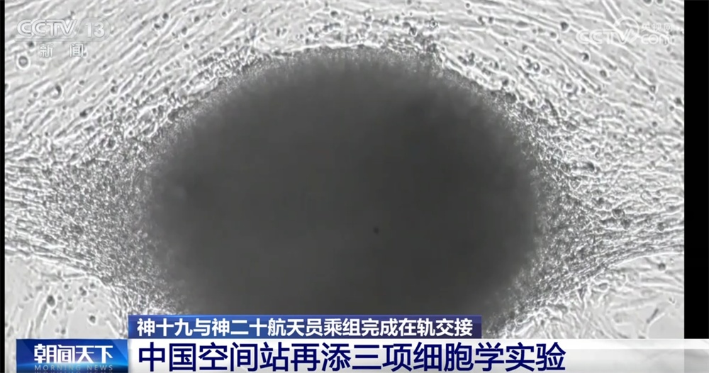 中国空间站“上新”三项细胞学实验 一起期待揭开更多“生命密码”