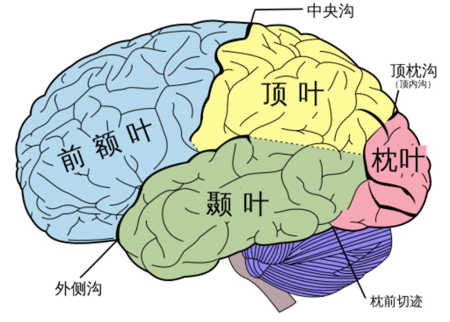 当AI成为视障者的“第二双眼睛”：中国团队研发出可穿戴AI导航系统