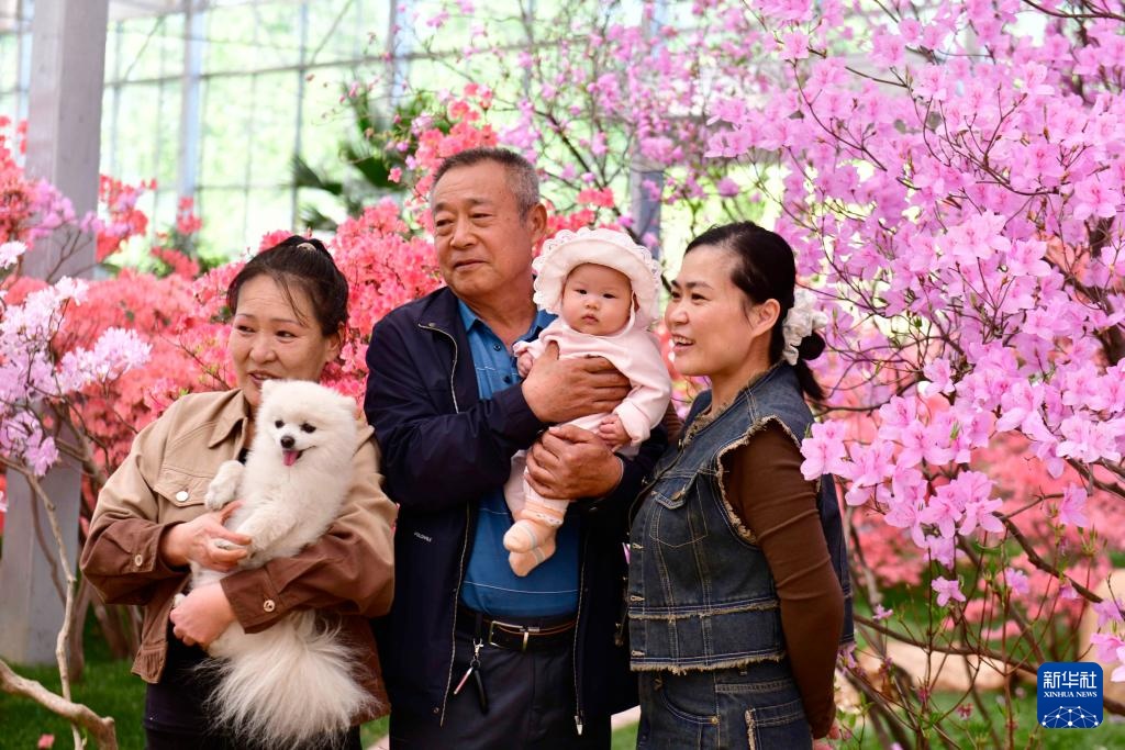 山东日照：杜鹃花开引客来