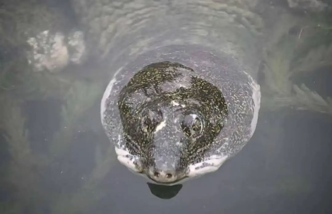 国内仅存1只,全球才3只!它比大熊猫更濒危 国内仅存1只,全球才3只!它比大熊猫更濒危