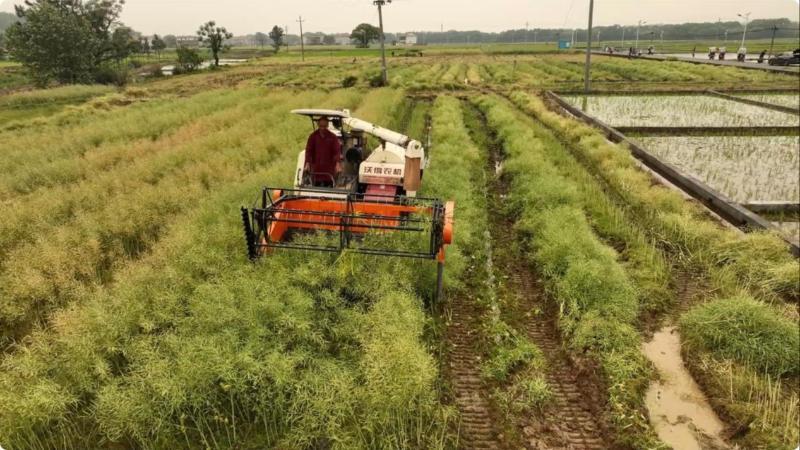 江西泰和：15万亩油菜开镰收割 “稻稻油”轮作模式实现一地三收