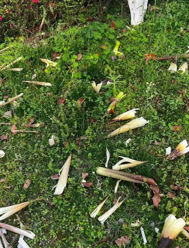 把公园当自家“菜地”偷挖竹笋,致恢复期竹林再遭重创?官方回应 把公园当自家“菜地”偷挖竹笋,致恢复期竹林再遭重创?官方回应