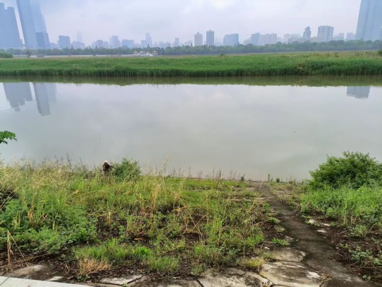 大量螺类生物现身湘江,有人“一捞一麻袋”!专家:不建议食用,捕捞野生螺可能被处罚 大量螺类生物现身湘江,有人“一捞一麻袋”!专家:不建议食用,捕捞野生螺可能被处罚