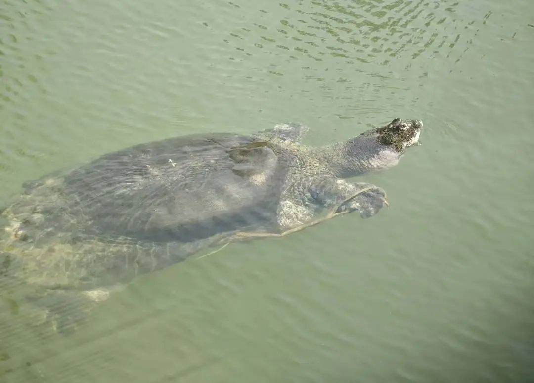 国内仅存1只,全球才3只!它比大熊猫更濒危 国内仅存1只,全球才3只!它比大熊猫更濒危