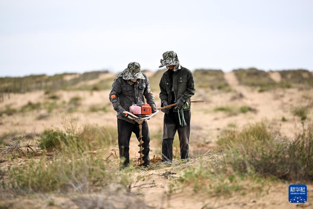 库布其沙漠治沙忙