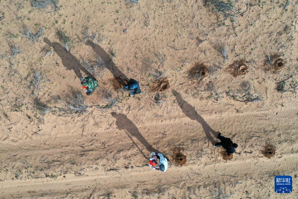 库布其沙漠治沙忙