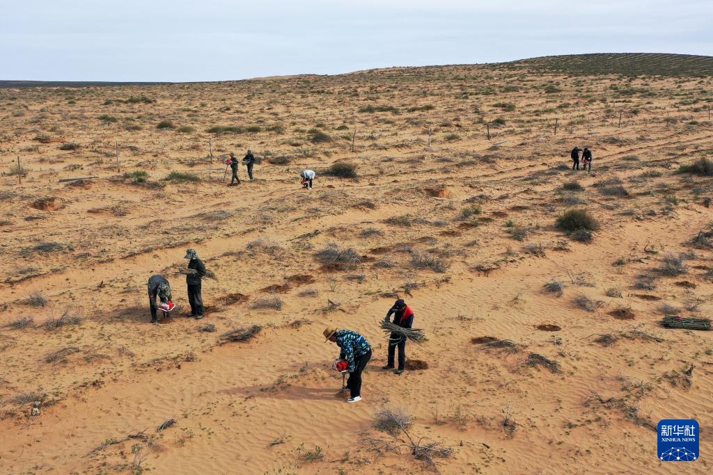 库布其沙漠治沙忙