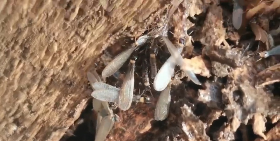 密密麻麻！阜阳一小区出现！破坏性极强！