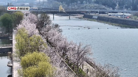 千树杏花灼灼开 满城春色游人醉 千树杏花灼灼开 满城春色游人醉