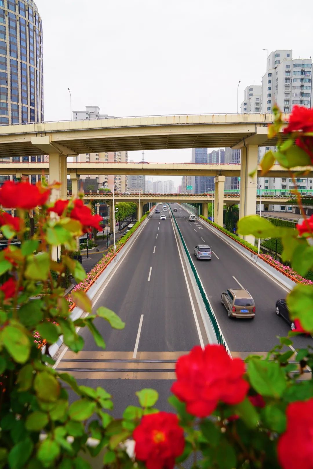 上海是懂浪漫的!一年一度走花路,网友感慨:上海“美呆了” 上海是懂浪漫的!一年一度走花路,网友感慨:上海“美呆了”