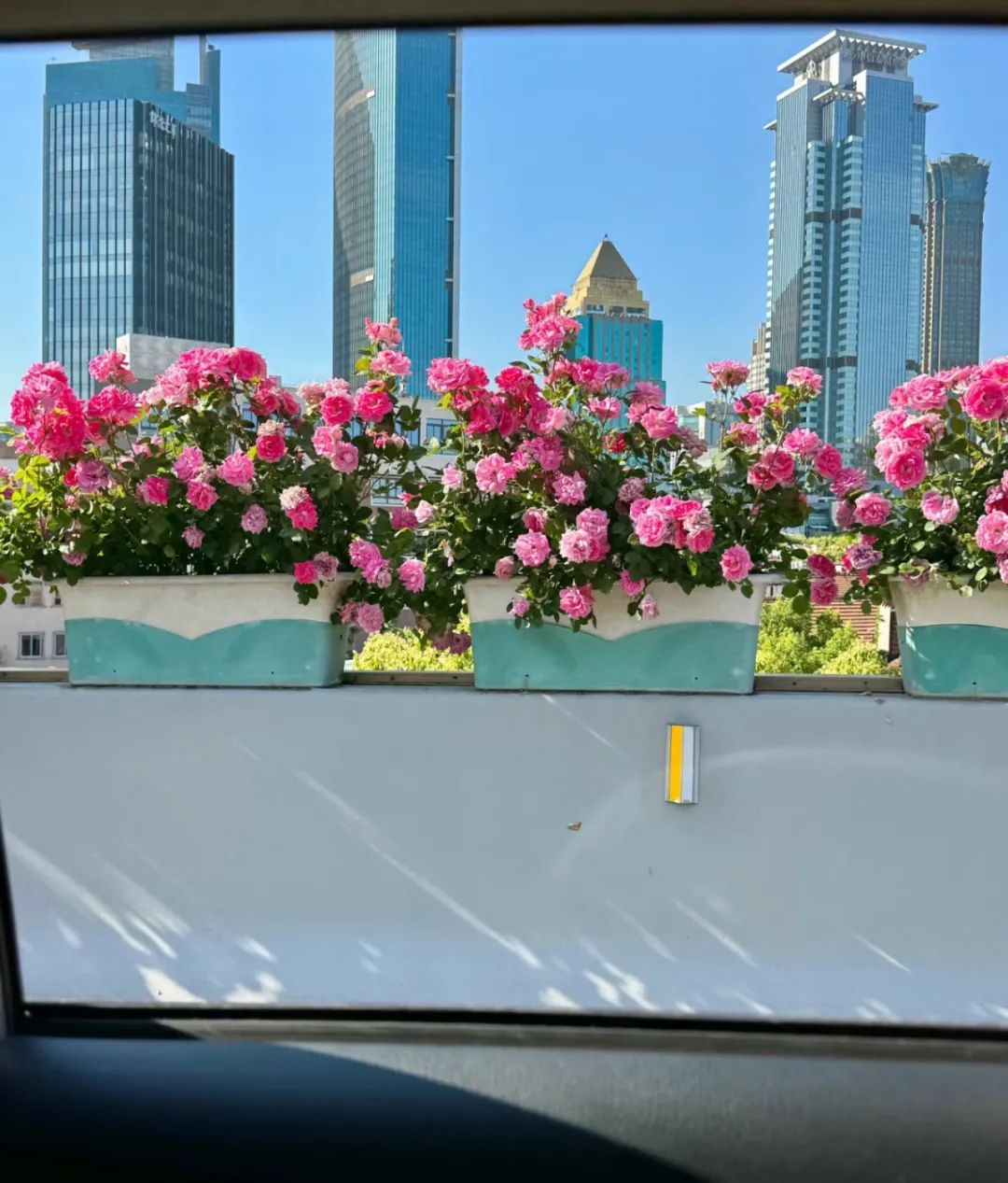 上海是懂浪漫的!一年一度走花路,网友感慨:上海“美呆了” 上海是懂浪漫的!一年一度走花路,网友感慨:上海“美呆了”