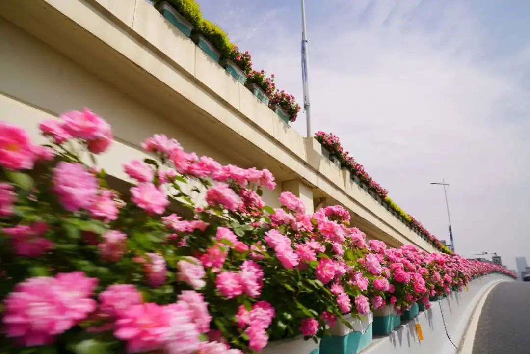 上海是懂浪漫的!一年一度走花路,网友感慨:上海“美呆了” 上海是懂浪漫的!一年一度走花路,网友感慨:上海“美呆了”