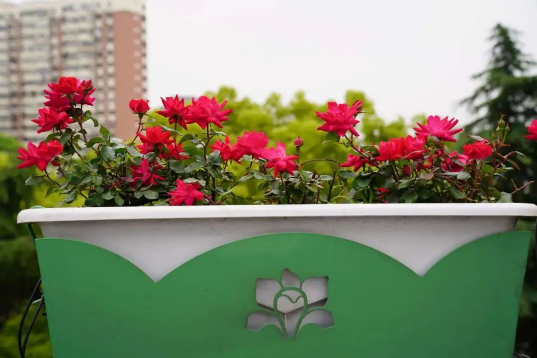 上海是懂浪漫的!一年一度走花路,网友感慨:上海“美呆了” 上海是懂浪漫的!一年一度走花路,网友感慨:上海“美呆了”