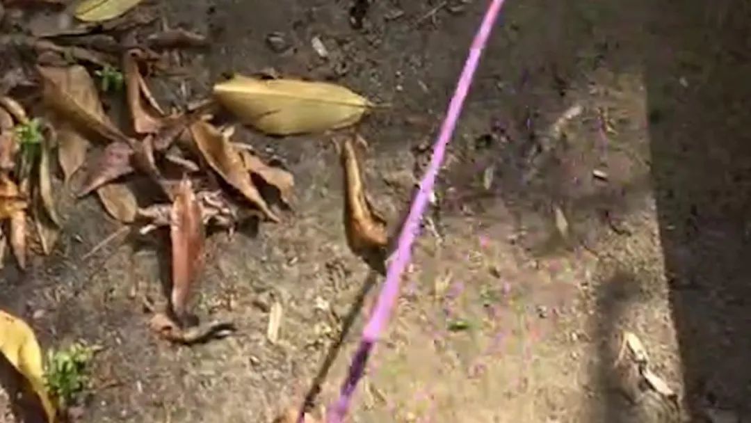 三条狗“混战”，致遛狗老人被扑倒躺在地上一小时